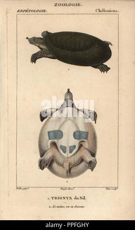 Nile soft-shelled turtle, Trionyx du Nil, Trionyx triunguis. Handcoloured copperplate stipple engraving from Jussieu's 'Dictionnaire des Sciences Naturelles' 1816-1830. The volumes on fish and reptiles were edited by Hippolyte Cloquet, natural historian and doctor of medicine. Illustration by J.G. Pretre, engraved by Dien, directed by Turpin, and published by F. G. Levrault. Jean Gabriel Pretre (17801845) was painter of natural history at Empress Josephine's zoo and later became artist to the Museum of Natural History. Stock Photo