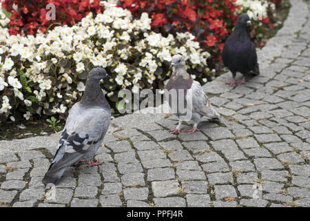 Feral pigeons (Columba livia domestica), also called city doves, city pigeons, or street pigeons Stock Photo