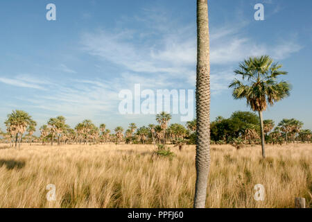 Wax palms or caranday wax palms Copernicia alba in the hot and