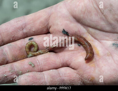 Lugworm (Arenicola marina), Wattengebiet on the North Sea coast,  Schleswig-Holstein, Germany Stock Photo - Alamy