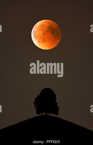 Bloodmoon, total lunar eclipse, double exposure with tree on moraine hill, Hirzel, Canton of Zurich, Switzerland Stock Photo