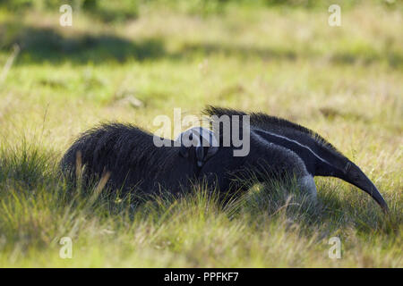 Giant anteater (Myrmecophaga tridactyla) with cub on its back in the prairie at Barranco Alto, Mato Grosso, Pantanal, Brazil Stock Photo