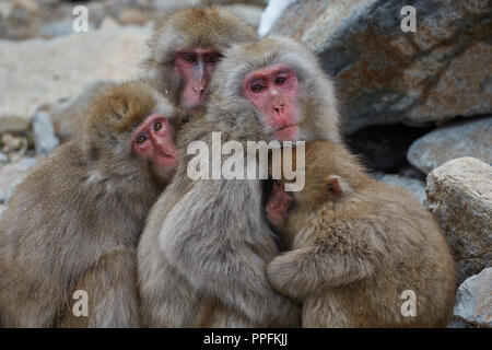 Cuddling and warming Japanese macaque (Macaca fuscata), near the hot spring in Jigokudani monkey park, Nagano District Stock Photo