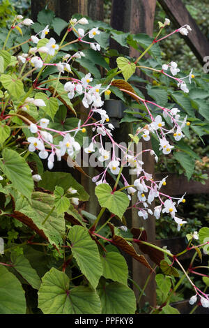 Ornamental foliage and white autumn flowers of the hardy perennial begonia, Begonia grandis ssp evansiana 'Alba' Stock Photo