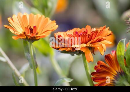 Double orange flowers of the annual or biennial pot marigold, Calendula officinalis 'Indian Prince' Stock Photo