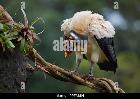 King Vulture (Sarcoramphus papa) on a branch at Laguna del Lagarta, Costa Rica Stock Photo