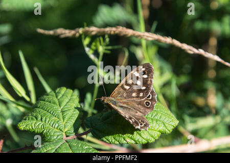 Close up of a Speckled Brown butterfly on a bramble leaf on a sunny day in Lancashire, England, Uk with open wings. Stock Photo