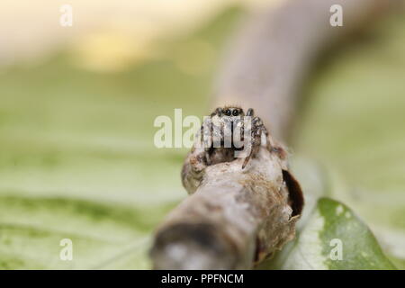 zebra arlequin jumping spider macro close up Stock Photo