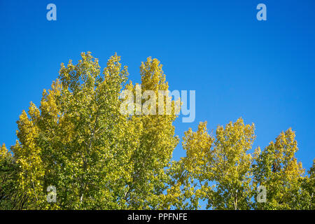 Autumn Trees Bowmont Park Calgary Alberta Canada Stock Photo