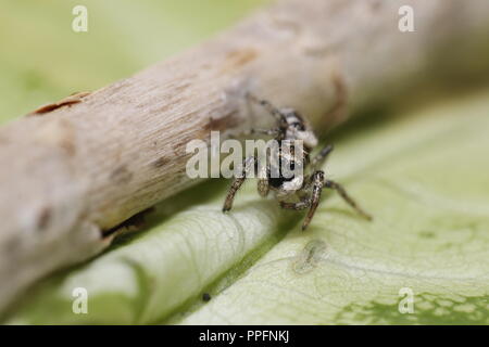 zebra arlequin jumping spider macro close up Stock Photo