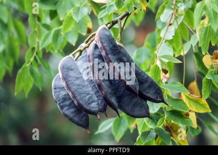Kentucky coffeetree tree, Gymnocladus dioicus ripening pods Stock Photo