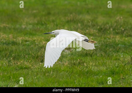 Little Egret (Egretta garzetta) bird flying over a field in Spring in Arundel, West Sussex, England, UK. Stock Photo