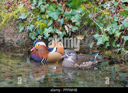 Pair of Mandarin ducks (Aix galericulata) floating on water in Spring in Arundel, West Sussex, England, UK. Stock Photo