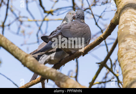 Pair of Woodpigeons (Columba palumbus) perched in a tree courting in Spring in the UK. Wood pigeon courtship display. Stock Photo