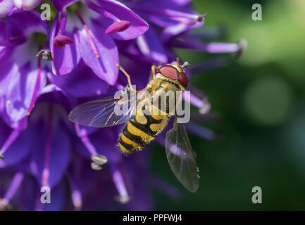 Epistrophe diaphana Hoverfly on a purple flower in Summer in West Sussex, England, UK. Stock Photo