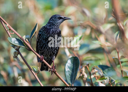 Common Starling (Sturnus vulgaris) perched in a tree looking to the side in Autumn in West Sussex, England, UK. Stock Photo