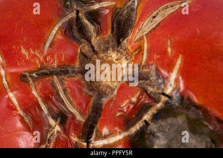 Spoiled, rotten red tomato isolated on white background. Stock Photo