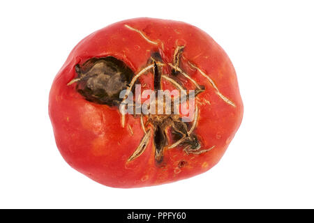 Spoiled, rotten red tomato isolated on white background. Stock Photo