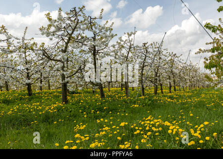 Obstblüte im Alten Land Stock Photo