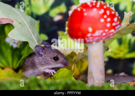 A woodmouse and fly agaric photographed in a studio setting before being released unharmed. Stock Photo