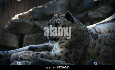 The snow leopard or ounce (Panthera uncia) resting on rocks