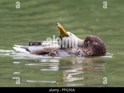 Hen (female) Mallard Duck (Anas platyrhynchos) on water resting it's head on it's back in Summer in West Sussex, UK. Stock Photo