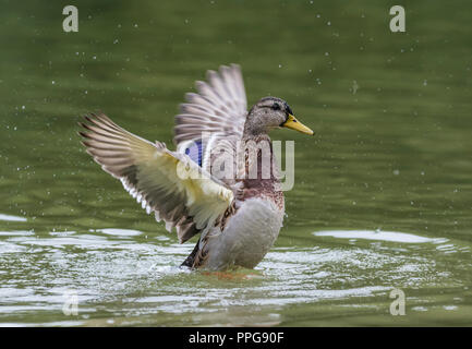 Hen (female) Mallard Duck (Anas platyrhynchos) on water flapping wings, with wings out stretched back and up in Summer in West Sussex, UK. Stock Photo