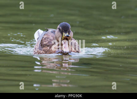 Hen (female) Mallard Duck (Anas platyrhynchos) swimming on water facing front with beak (bill) wide open, in Summer in West Sussex, UK. Stock Photo