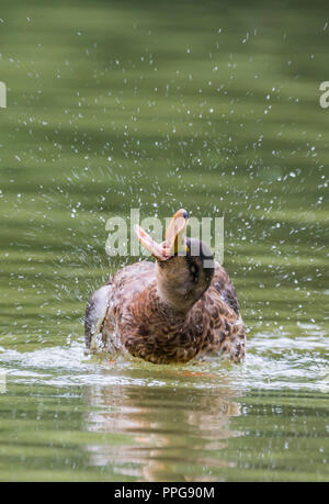 Hen (female) Mallard Duck (Anas platyrhynchos) splashing on water with beak (bill) wide open, in Summer in West Sussex, UK. Stock Photo