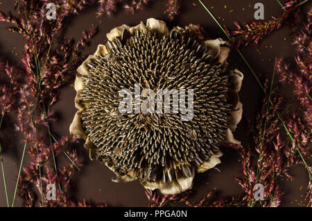 Dry sunflower surrounded by withered leaves, on a isolated brown background,Beautiful background for your texts related to the fall season Stock Photo