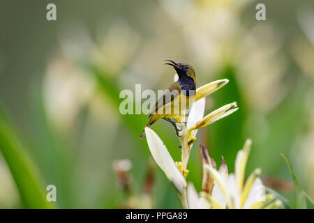 Olive-Backed Sunbird feeding on nectar from flower in Singapore Botanic Gardens Stock Photo