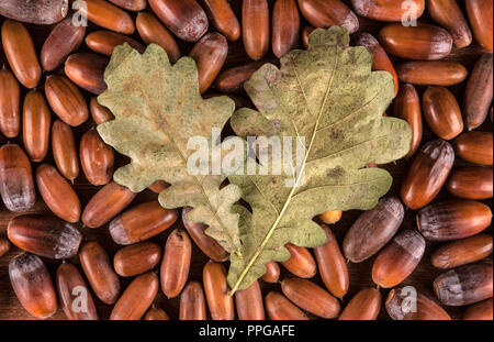Ripe oak acorns on a wooden background and two leaves of oak top view Stock Photo