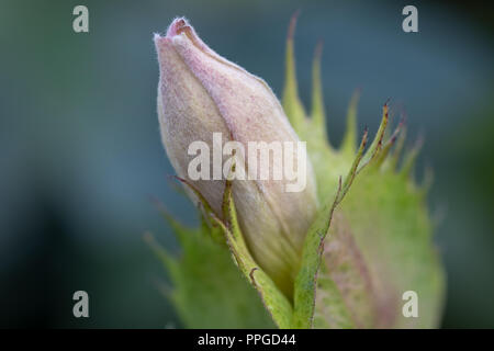 Beautiful blossom of a cotton plant in close up. Stock Photo