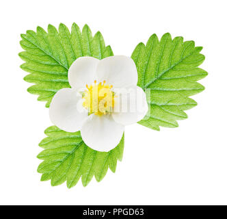 White flower and green leaf of strawberry isolated on white background Stock Photo