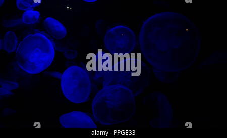 Beautiful scene of many blue jellyfish in the dark cold deep water with blue light Stock Photo