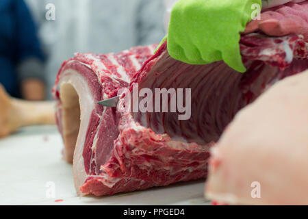 A free range pig is butchered during a demonstration for women butchers in Massachusetts Stock Photo