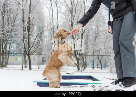 Feeding and training of dog during winter walk Stock Photo