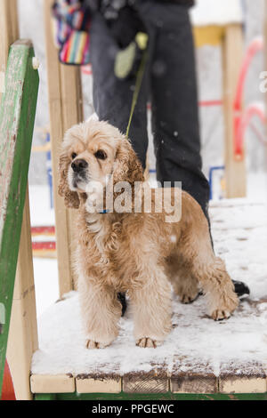 Woman hold cocker spaniel with leash on collar Stock Photo