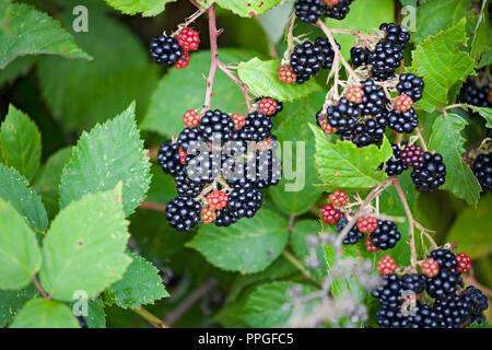 The stickery vines of Himalayan blackberries growing wild in the Willamette Valley of Oregon Stock Photo