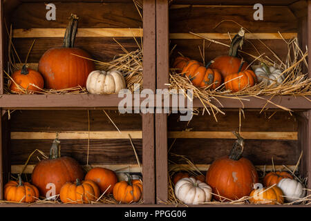 Pumpkins, medium size and miniature, orange and white, still life display on wood shelves nestled in straw with wood texture background Stock Photo