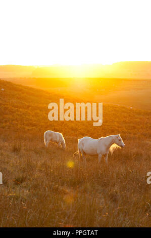 Builth Wells, Powys, UK. 25th September 2018. Welsh Mountain Ponies graze on the Mynydd Epynt moorland at sunset after a beautiful fine autumn day of sunshine  in Powys, Wales, UK. © Graham M. Lawrence/Alamy Live News Stock Photo