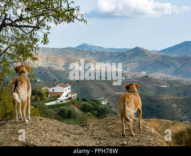Axarquia, Andalusia, Spain, 26th September 2018. Dogs alert and watchful on almond and olive grove hilltop overlooking valley and mountains Stock Photo