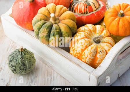 Assortment of pumpkins and gourds in a tray on the white wooden table background, selective focus Stock Photo