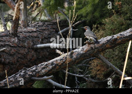 Northern Flicker on a Fallen Branch; Looking for Lunch Stock Photo