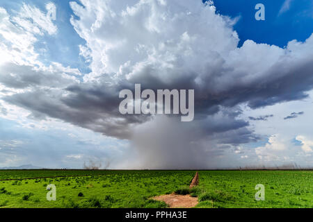 A summer thunderstorm cumulonimbus cloud with rain falling over a farm field near Coolidge, Arizona Stock Photo