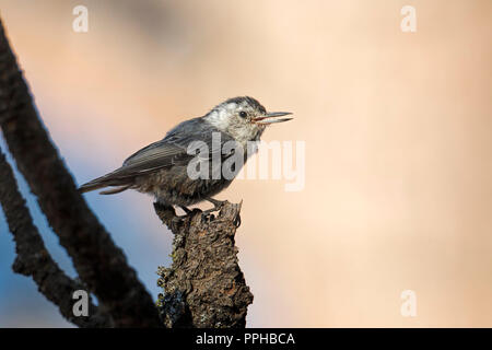 A cute nuthatch songbird is perched on a tree branch at Turnbull wildlife refuge in Cheney, Washington. Stock Photo