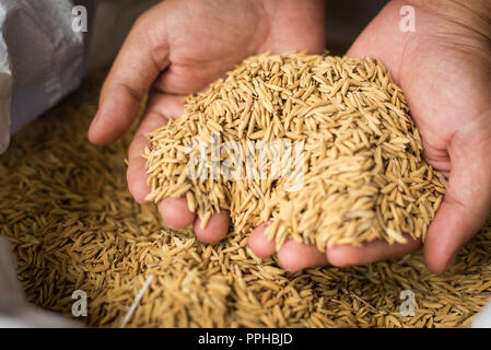Hand carries Paddy, Hold Paddy Rice on Threshing bag, harvest season in ...