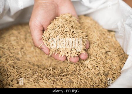 Hand carries Paddy, Hold Paddy Rice on Threshing bag, harvest season in ...