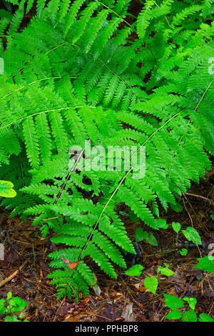 Fern along East Ridge Trail, Nipmuck State Forest, Connecticut Stock Photo