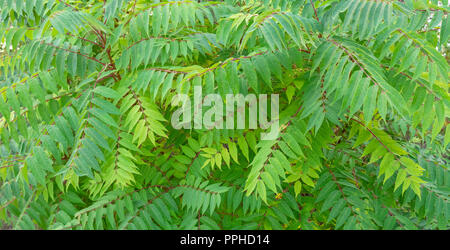 Small green leaves on brenches of a plant. Texture background Stock Photo